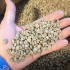 HONDURAS OMAR RODRIGUEZ NATURAL SPECIALTY