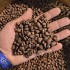 HONDURAS OMAR RODRIGUEZ NATURAL SPECIALTY